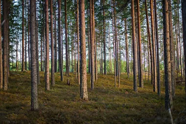 <p>Stora Enso säljer en del av sin svenska skog.</p>
