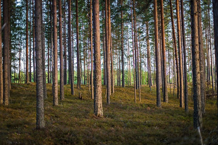 <p>Stora Enso säljer en del av sin svenska skog.</p>
