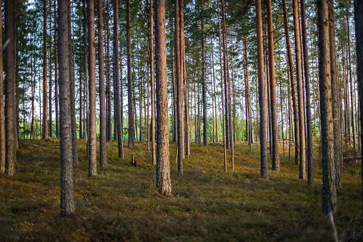 <p>Stora Enso säljer en del av sin svenska skog.</p>
