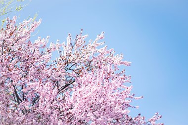 <p>Mediebyråernas försäljning i april var inte lika vacker som de blommande körsbärsträden.</p>
