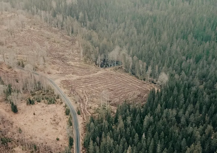 <p>Intressekonflikter när skogens värde ställs på sin spets.</p>
