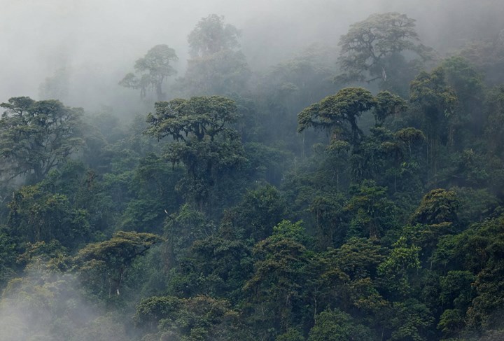 <p>Regnskogen ska skyddas med EU:s nya avskogningsförordning. Nu skjuts införandet upp i 12 månader.</p>
