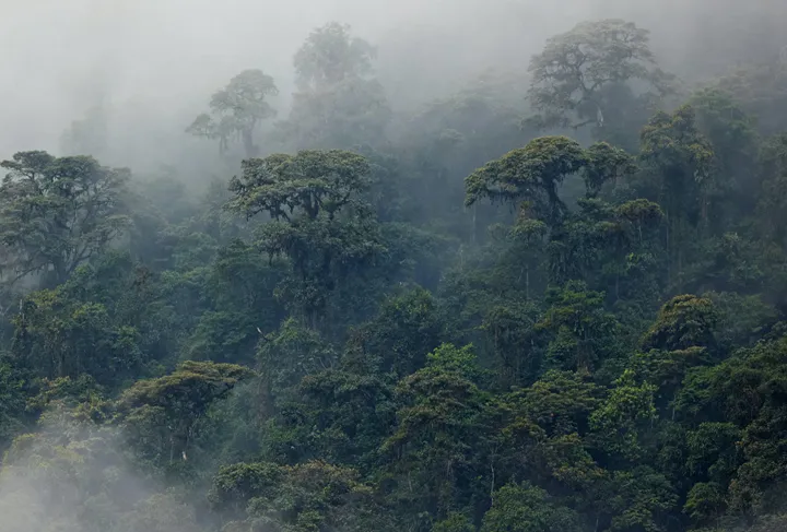 <p>Regnskogen ska skyddas med EU:s nya avskogningsförordning. Nu skjuts införandet upp i 12 månader.</p>
