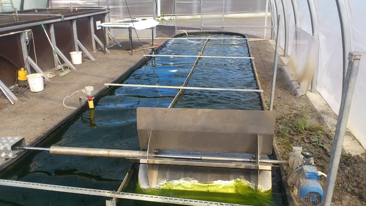 <p>Alger som odlas i avloppsvattnet används för att tillverka plast till förpackningar.</p>
