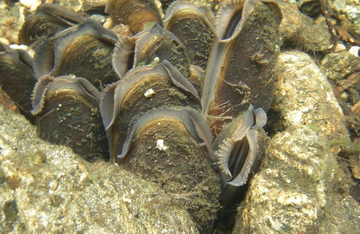 <p>Pärlmusslor. </p>
