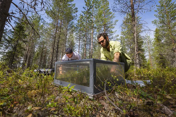 <p>Fältassistenten Falco Luz och forskningsingenjören Rowan Messmer vid SLU mäter flödet av koldioxid från marken med en mätkammare i en ungskog nära Vindeln.</p>
