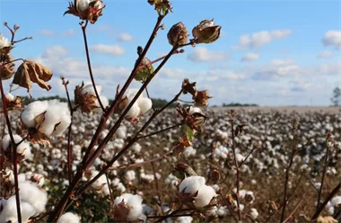<p>En perfekt storm väntas höja priset på bomull.</p>
