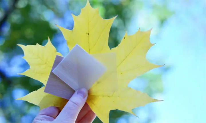 <p>Tar inspiration från svampar för att minska på energiåtgången vid träförädling.</p>
