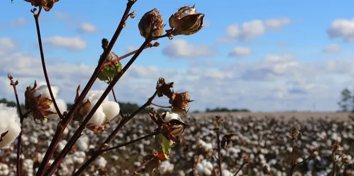 <p>Bomullspriserna är de högsta på 10 år.</p>
