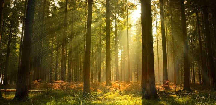 <p>A beautiful forest at dusk.</p>
