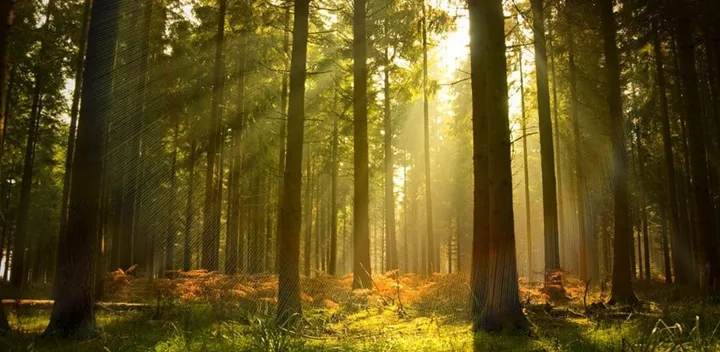 <p>A beautiful forest at dusk.</p>
