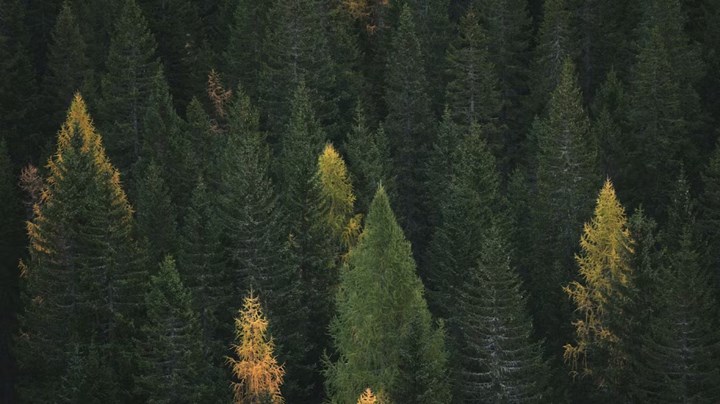 skog1_1800