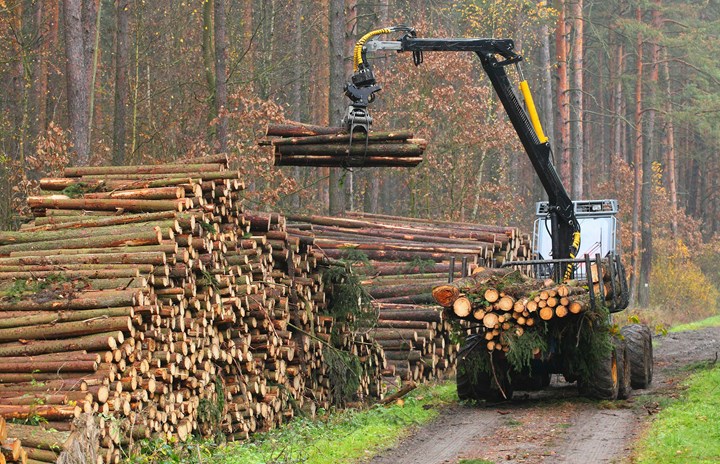 skog_unslpash
