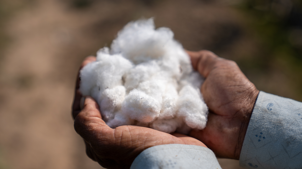 Better cotton image-2-1024x576